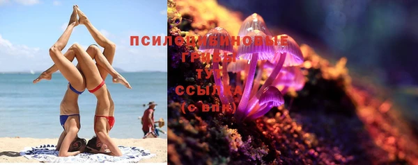 прущие грибы Белокуриха