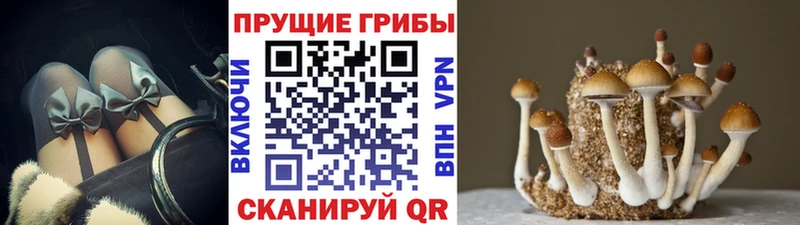 Псилоцибиновые грибы мухоморы  где купить наркоту  ОМГ ОМГ tor  Светогорск 